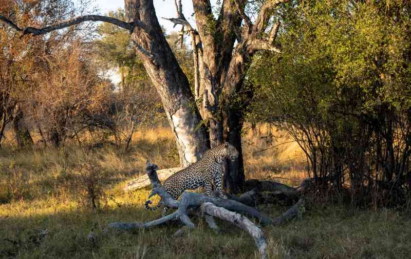 Leopard Khwai