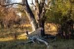 Leopard Khwai 