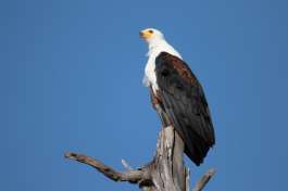  African Fish Eagle 