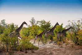 Giraffes at Linyanti  