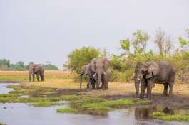 Eephants at Linyanti  