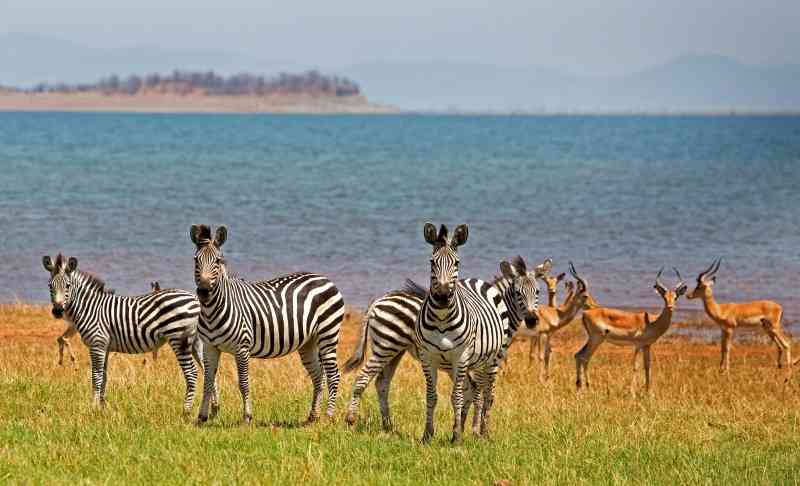 Zebras and impala  lake Kariba