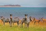 Zebras and impala  lake Kariba