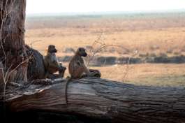 Baboons at Linyanti 