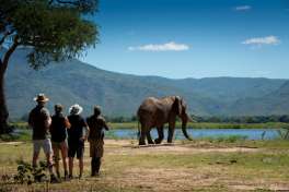 Nyamatusi Bush Walk Mana Pools 