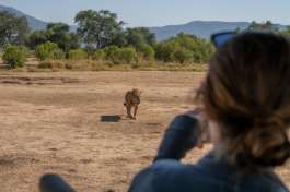 Nyamatusi lion Mana Pools 