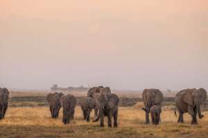 Linyanti Botswana Elephants