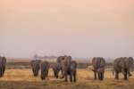 Linyanti Botswana Elephants
