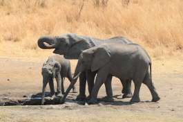 Hwange Elephants 