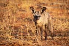 Bat eared fox 