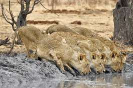 Chobe lionesses drinking water 