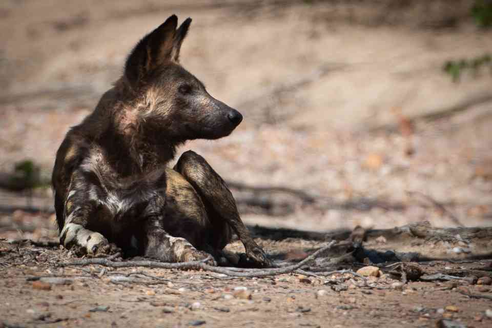 Painted dog, Hwange