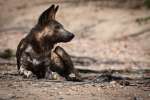 Painted dog, Hwange 