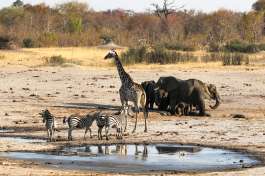 Hwange Giraffe elephants zebras at waterhole 