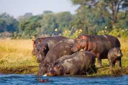 hippos Okavango delta  