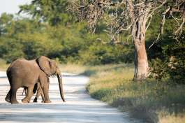 Mogotlo elephant  