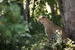 Mogotlo leopard  