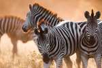 Mogotlo zebras Botswana  