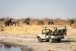 Game Drive Elephants  