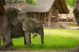 Elephant in Camp Bumbusi 