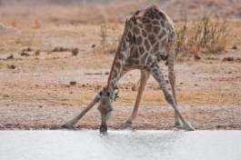 Giraffe Hwange national park 