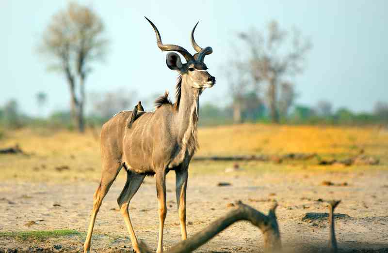 Kudu Hwange national park (2)