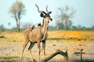 Kudu Hwange national park (2)