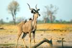 Kudu Hwange national park (2) 