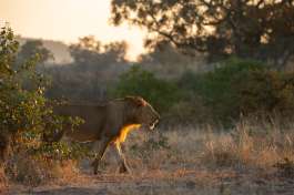 Young lion Hwange 