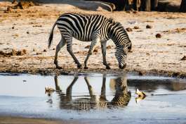 Hwange Zebra 