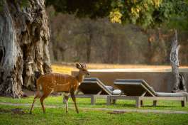 Bumbusi Bushbuck and pool 
