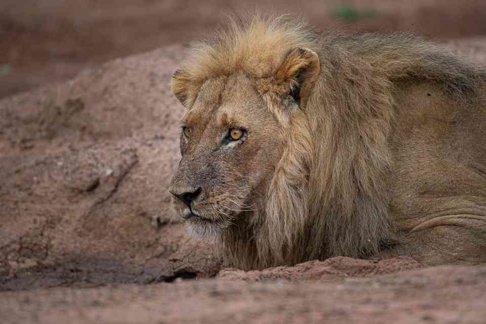 Male lion Bumbusi, Hwange