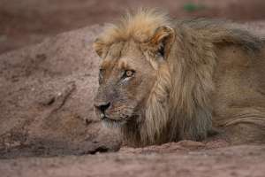 Male lion Bumbusi, Hwange