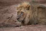 Male lion Bumbusi, Hwange 