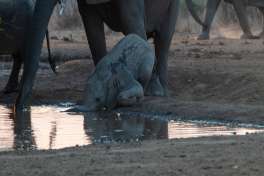 Elephants drinking water - Mana Pools 