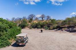 Mhara river Game drive and Elephants 