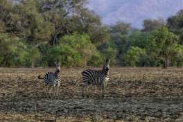 Zebras Mana pools, Zimbabwe 