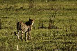 Hwange Cheetah 