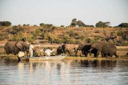 Chobe Boat Cruise and elephants 