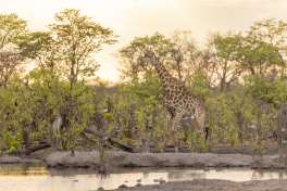 Chobe Giraffe 