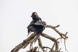 Chobe Bateleur Eagle 