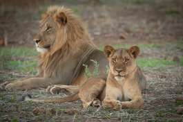 Lions Hwange 