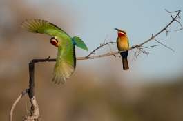White-fronted bee-eaters 