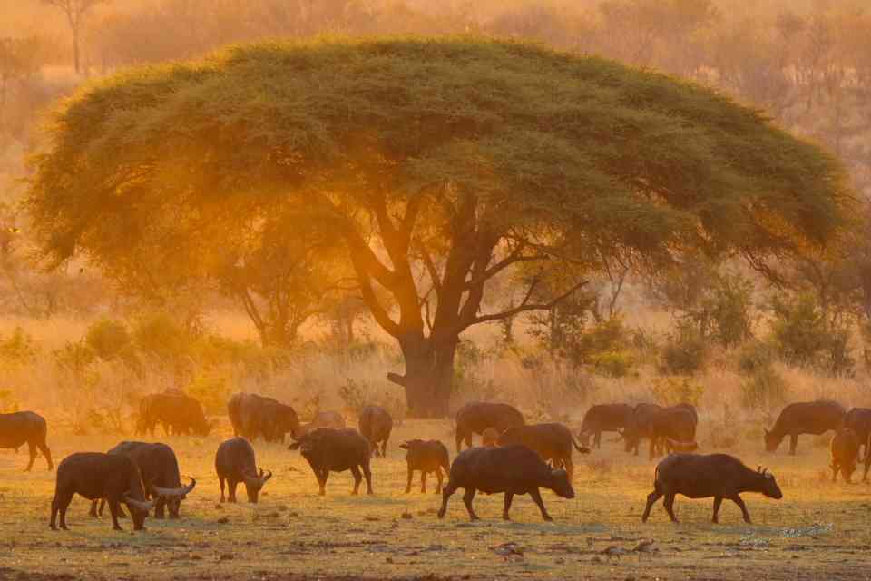 Hwange Buffalo at sunset 
