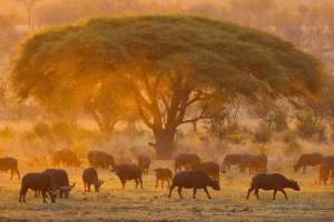 Hwange Buffalo at sunset 