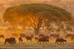 Hwange Buffalo at sunset  