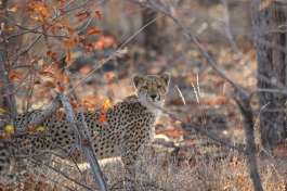 Hwange Cheetah 