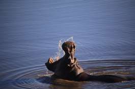 Hwange Hippo 