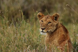 Serengeti lioness  by Navin Sigamany