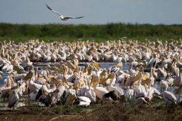 Lake Manyara  by Stig Nygaard